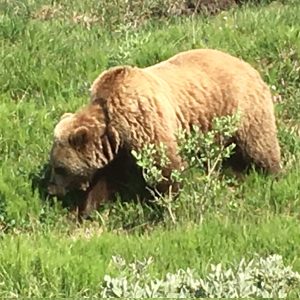 Brown Bearf Grizzley in Alaska